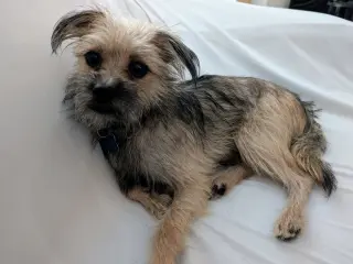Chip