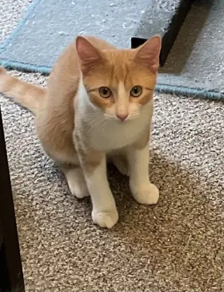 Custard
