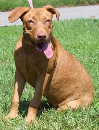 Honey 44362