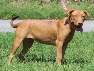 Honey 44362