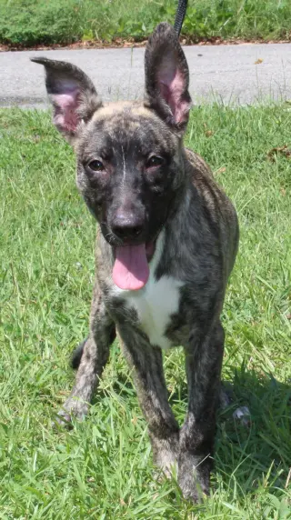 Roo 44342