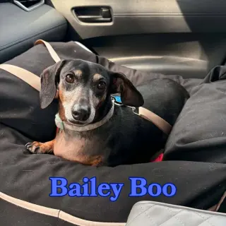Bailey Boo
