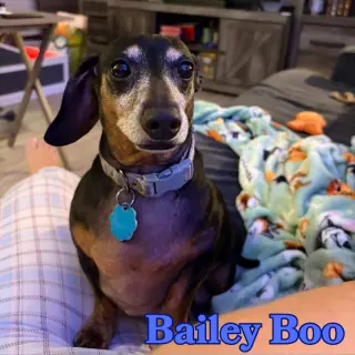 Bailey Boo