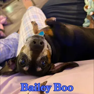 Bailey Boo