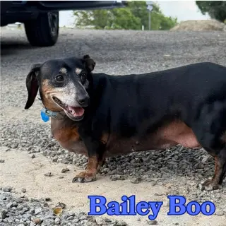 Bailey Boo