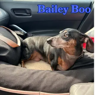 Bailey Boo