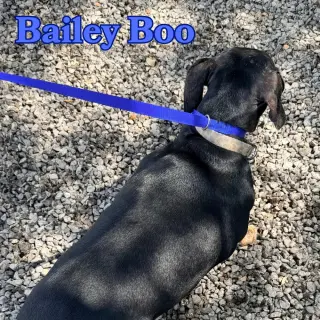 Bailey Boo