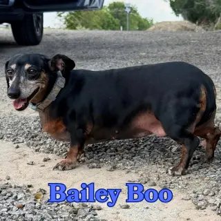 Bailey Boo