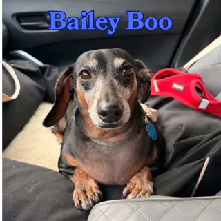 Bailey Boo