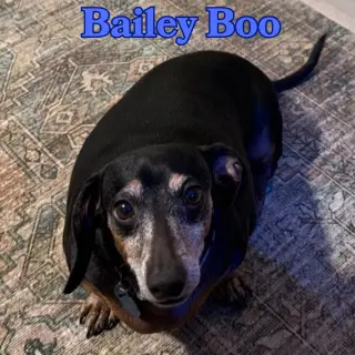 Bailey Boo
