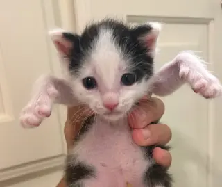 Jake (from State Farm)