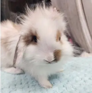 Juliet aka Pebbles