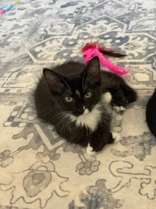 Kit Kat