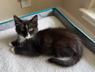 Kit Kat