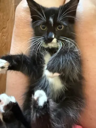 Kit Kat