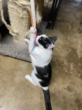 Max