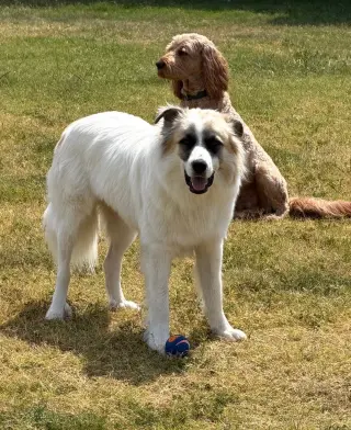 Obi