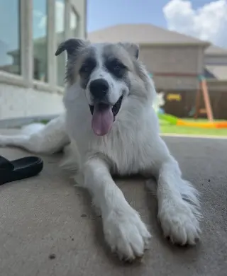 Obi