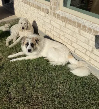 Obi