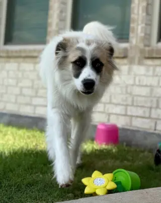 Obi
