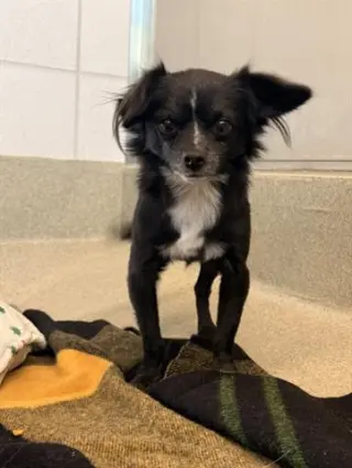 OLLIE