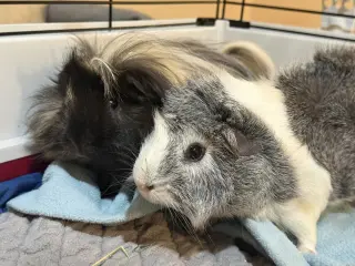 Axle (& Ansel)