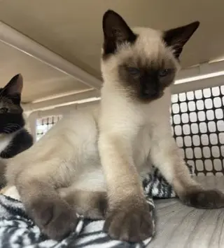 Kitten 28281 (Truffle)