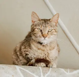 Estella