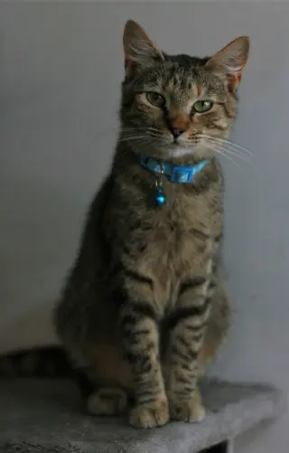 Estella