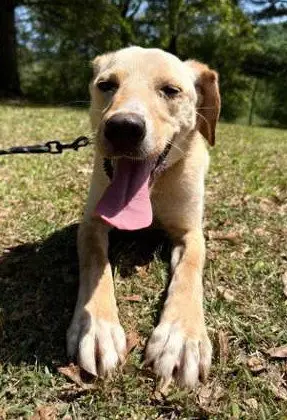 Coosa