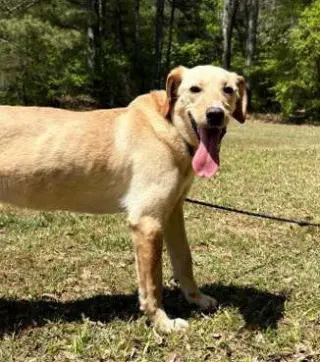 Coosa
