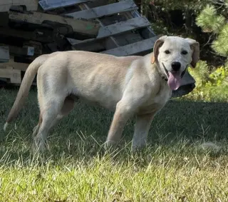 Coosa