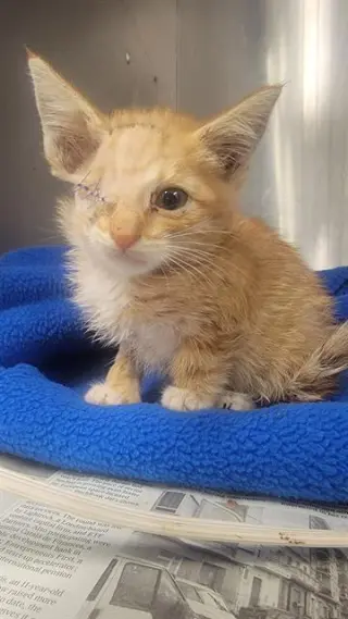 CHEETO
