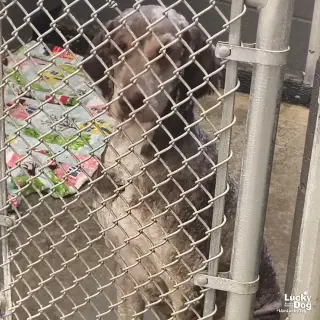 Finn