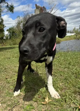 Molly