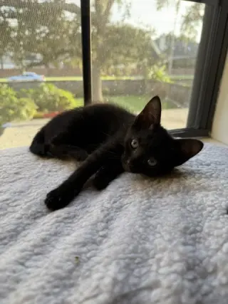 Rosie