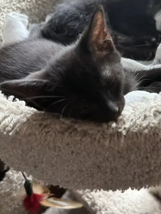 Rosie