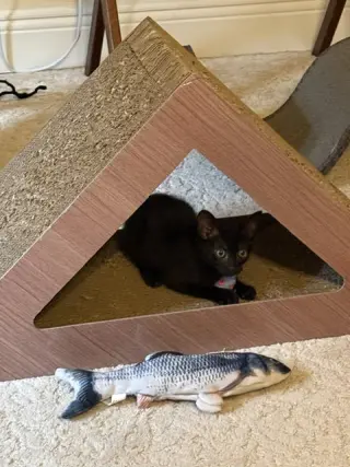 Rosie