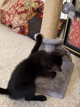 Rosie