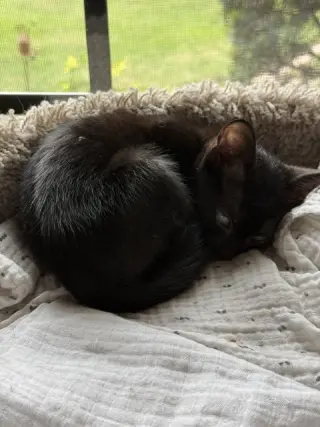 Rosie