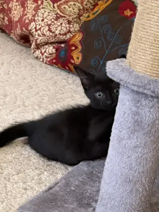 Rosie