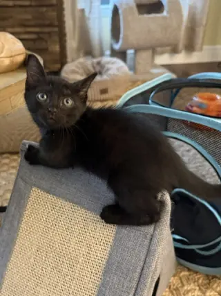 Rosie