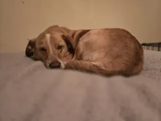 Millie