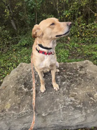 Millie