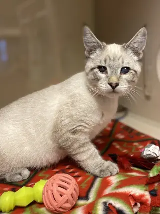 Tex
