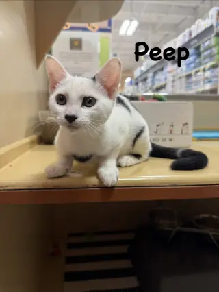Peep