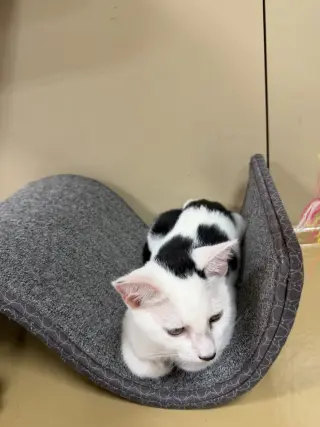 Peep