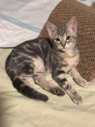 Fig