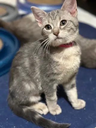 Clover