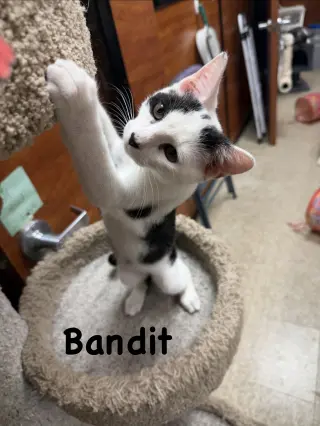 Bandit